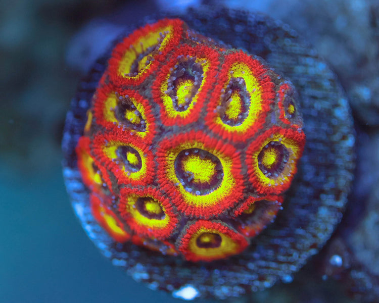 Holy Grail Micromusa