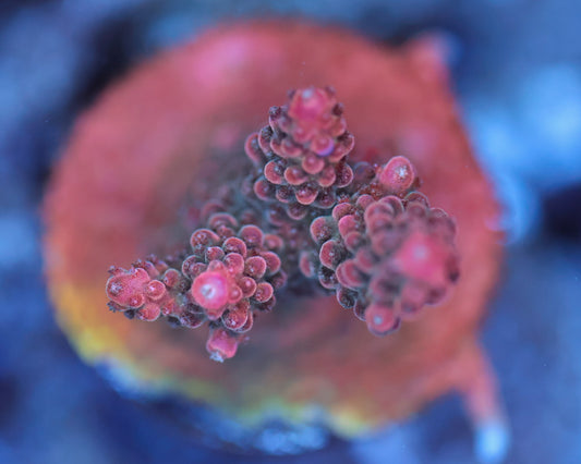 TC'S Robinhood Acropora