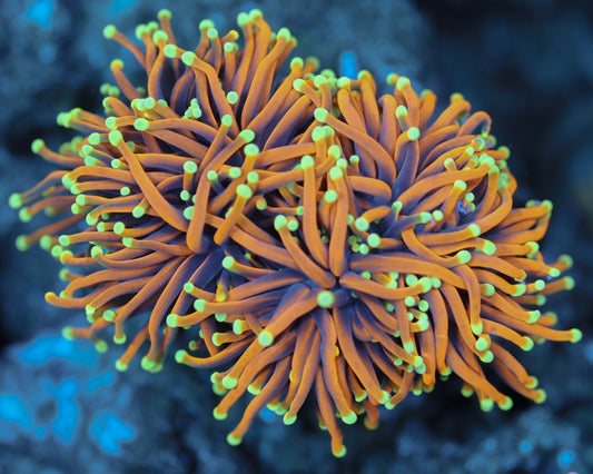 Ultra Indo Gold Torch (aquacultured colony)