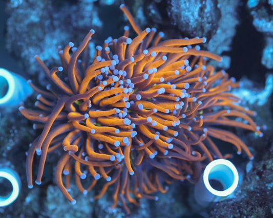 TC'S NYK Torch (Aquacultured Colony)