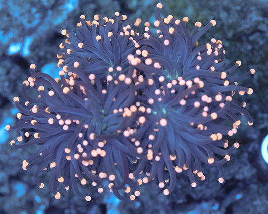 Black Torch (Mini Colony)