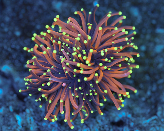 Ultra Indo Gold Torch