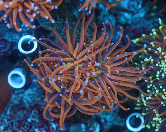 NYK Torch Coral (Mini Colony)