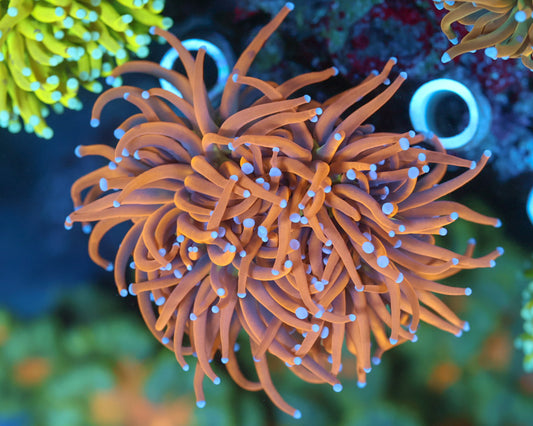 NYK Torch (Mini Colony)